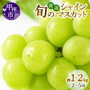 【ふるさと納税】 シャインマスカット 選べる内容量 約1kg~約2kg 2~5房 果物 山梨県 甲州市産 厳選 8月 9月 10月 発送 2025年発送 期間限定 旬 くだもの フルーツ 葡萄 ぶどう 種なし 大粒 甘い 大きい 新鮮 果実 人気 社員マスカット (MG)