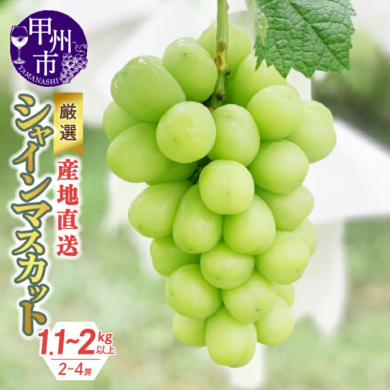 【ふるさと納税】 シャインマスカット 産地直送 朝採れ直送 1.3kg (2～3房) 山梨県 甲州市 フルーツ ぶどう 甘い 大きい 果実 くだもの 人気 マスカット 【B12-490】 (KKH)のサムネイル