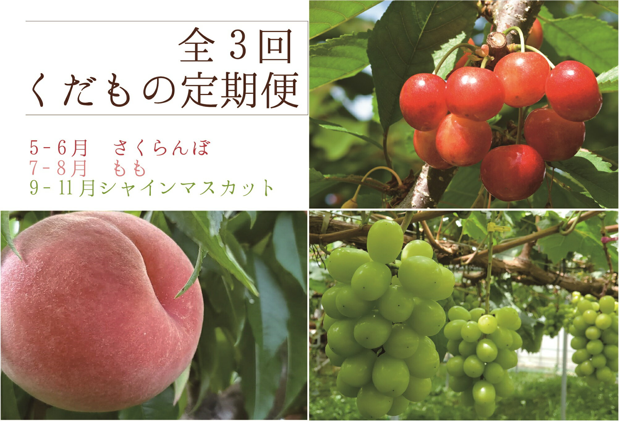 【ふるさと納税】 フルーツ 定期便 農家直送 お取り寄せ 3種 【2023年先行予約】 山梨県甲州市産 さくらんぼ 桃 シャインマスカット 産地直送 甘い 旬 果物 贅沢 たっぷり フルーツ王国 （KSB）【E-107】･･･