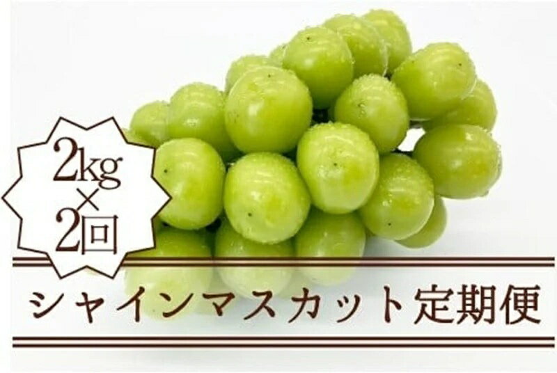 【ふるさと納税】 定期便 シャインマスカット 約2.0kg×2回 全2回 果物 マスカット 甘い 皮ごと 人気 数量限定 期間限定 常温 贈答 ギフト 家庭用 くだもの 2025年発送 8月 9月 10月 発送 社員マスカット (KSB) 【D5-101】