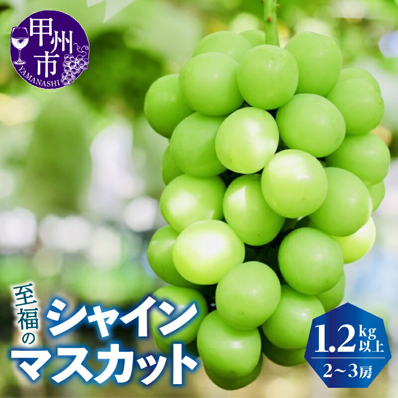 シャインマスカット 1.2kg 以上 2房～3房 山梨県 期間限定 8月 9月 10月 発送 2024年発送 至福の甲州市産 果物 くだもの 果実 フルーツ 葡萄 ぶどう 新鮮 人気 マスカット 山梨県 甲州市 社員マスカット【2024年発送】(KKZ) 【B12-424】