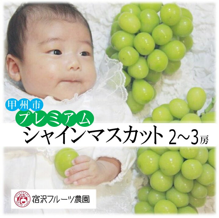 シャインマスカット 2～3房 約1.6～1.8kg 山梨県 甲州市産 プレミアム 期間限定 8月 9月 10月 2024年発送 宿沢フルーツ農園 人気 種なし 葡萄 ぶどう 朝採れ 新鮮 果物 果実 フルーツ 山梨 社員マスカット (SF) 【C-124】