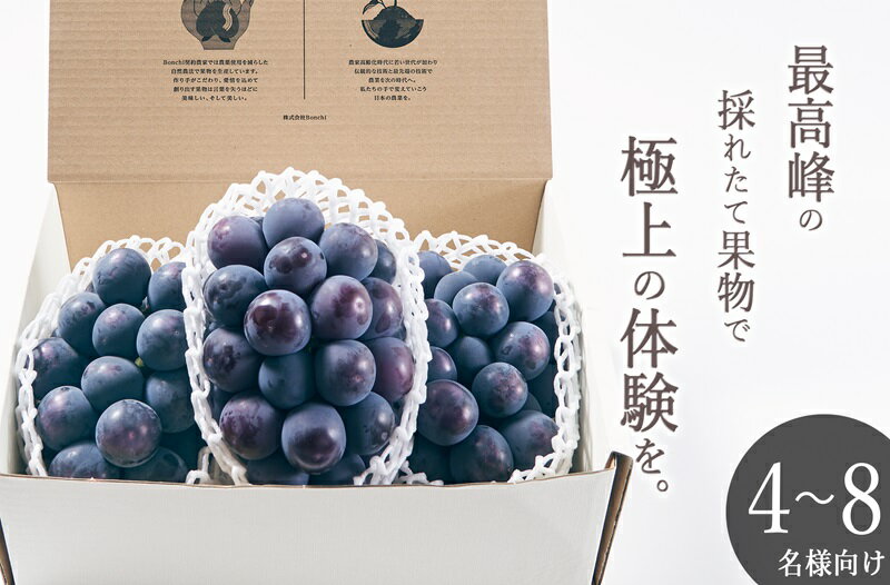 【ふるさと納税】 ぶどう ピオーネ 3房入り 約1.6kg 果物 フルーツ 葡萄 黒ぶどう ブドウ 2025年発送 甲州市産 大粒 種無し 果実 産地直送 数量限定 期間限定 8月 9月 発送 贈答 ギフト 家庭用 自然農法 山梨 (BNC) 【E-120】