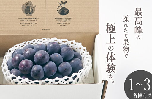 【ふるさと納税】 ぶどう 巨峰 1房入り 約500g 果物 フルーツ 葡萄 黒ぶどう ブドウ 2025年発送 甲州市産 大粒 種なし 果実 産地直送 数量限定 期間限定 8月 9月 発送 贈答 ギフト 家庭用 自然農法 山梨 (BNC) 【B12-485】 【ふるさと納税】 ぶどう 巨峰 1房入り 約500g 果物 フルーツ 葡萄 黒ぶどう ブドウ 2025年発送 甲州市産 大粒 種なし 果実 産地直送 数量限定 期間限定 8月 9月 発送 贈答 ギフト 家庭用 自然農法 山梨 (BNC) 【B12-485】