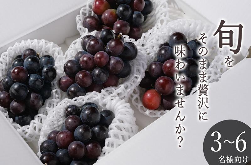 ピオーネ 種無し 2026年発送 先行予約 約1.8kg 4〜5房 冷蔵 果物 フルーツ 8月 9月 発送 甲州市産 葡萄 黒ぶどう ぶどう ブドウ 大粒 果実 産地直送 数量限定 期間限定 自然農法 贈答 ギフト クール 山梨県 甲州市 (BNC) [B18-424]