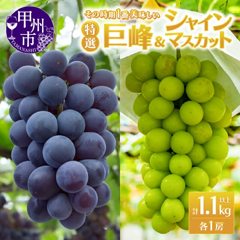 【ふるさと納税】 シャインマスカット 巨峰 1.1kg以上 各1房 特選 果物 フルーツ 黒ぶどう 葡萄 ブドウ ぶどう 数量限定 期間限定 2025年発送 8月 9月 10月 発送 新鮮 厳選 ギフト 贈答 プレゼント 家庭用 山梨県 甲州市 社員マスカット (MRN) 【B-1470】のサムネイル