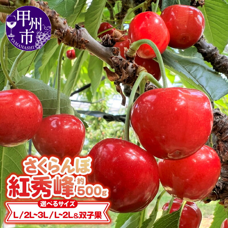 【ふるさと納税】 さくらんぼ 選べるサイズ 甲州市 果物 くだもの フルーツ チェリー 約500g 童夢 紅秀峰 バラ詰 バラ箱 家庭用 山梨県産 旬 人気 ギフト 2024年発送 (DOM)のサムネイル