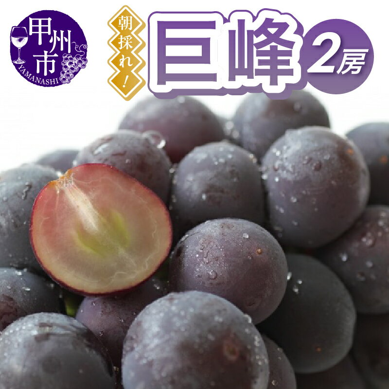 【ふるさと納税】 巨峰 2房 ぶどう 黒ブドウ 甲州市産 産地直送 朝採れ フルーツ 甘い 果実 くだもの 2024年発送 数量限定 期間限定 贈答 ギフト 家庭用 8月 9月 発送 （RC）【B-439】のサムネイル