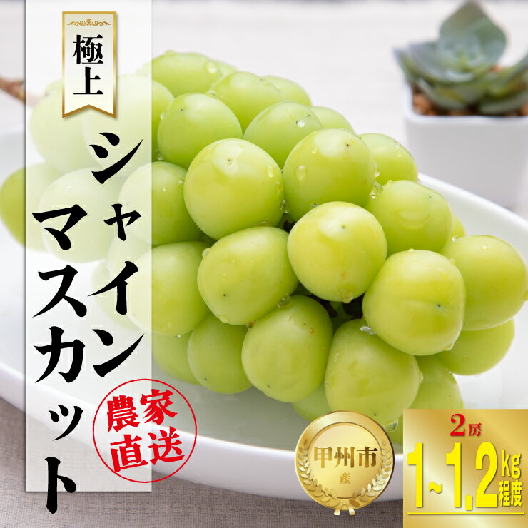 【ふるさと納税】 シャインマスカット 2房 約1kg~1.2kg フルーツ 果物 ぶどう 葡萄 マスカット 2025年発送 冷蔵 クール便 産地直送 8月 9月 10月 発送 期間限定 朝採り 新鮮 甘い 極上 果実 くだもの 甲州市 山梨県 社員マスカット (SFK) 【B15-855】