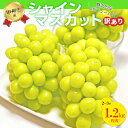 【ふるさと納税】 訳あり シャインマスカット 2〜3房 約1.2kg フルーツ 果物 葡萄 ぶどう マスカット 2025年発送 産地直送 冷蔵 クール便 8月 ...