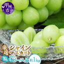 【ふるさと納税】 シャインマスカット 訳あり 約1.0kg 果物 人気 厳選 粒々 種なし ぶどう 葡萄 くだもの フルーツ 冷蔵 クール 期間限定 数量限定 ...