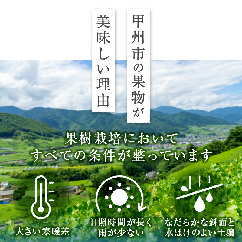 【ふるさと納税】 黒ぶどう 巨峰 種無し 甲州市産 選べる内容量 2024年発送 厳選 果物 くだもの フルーツ 葡萄 山梨県産 3