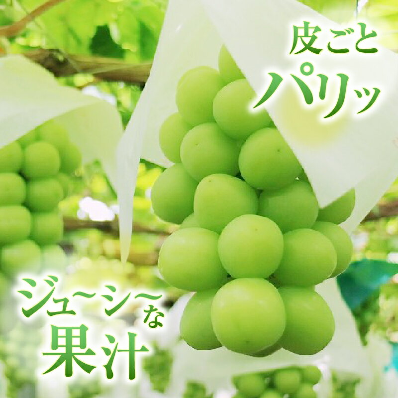 【ふるさと納税】 シャインマスカット 1房 約0.6kg 甲州市産 ぶどう 白ブドウ 葡萄 種なし 大粒 2024年発送 期間限定 数量限定 果物 くだもの フルーツ JAフルーツ山梨 山梨県 【B-107】 3