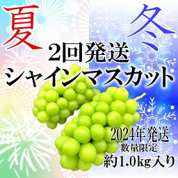 【ふるさと納税】 定期便 シャインマスカット 約1.0kg 2～3房 全2回 甲州市産 2024年発送 果物 フルーツ ぶどう 冷蔵 化粧箱入り 産地直送 山梨県 甲州市 （HNT） 【D6-411】