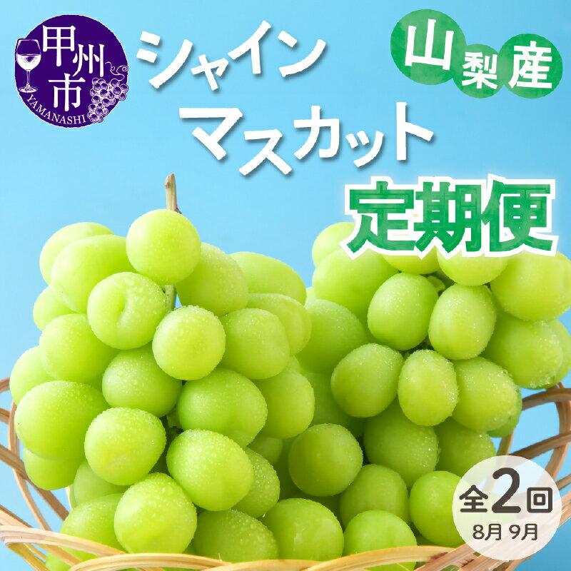 シャインマスカット 定期便 2回 2房 約1kg 果物 フルーツ 大粒 旬 マスカット 人気 高級 新鮮 フレッシュ 種無し ぶどう 葡萄 ブドウ 種なし 山梨県産 2025年 産地直送 化粧箱入り ギフト 贈答 社員マスカット 山梨 甲州市 (VYD) 