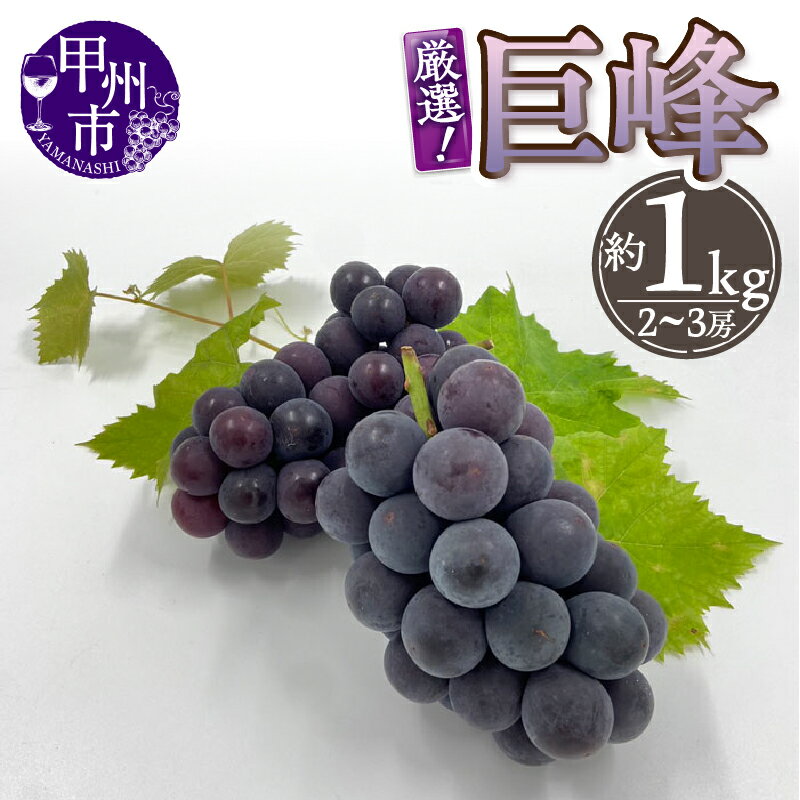 【ふるさと納税】 巨峰 約1kg 2~3房 果物 ぶどう 種なし 甲州市産 2025年発送 山梨 厳選 産地直送 フルーツ 果実 数量限定 期間限定 贈答 ギフト 家庭用 8月 9月 発送 (THR) 【B-804】