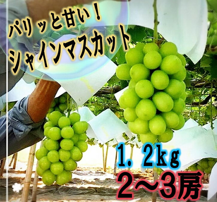 シャインマスカット 1.2kg 2〜3房 山梨県 甲州市産 期間限定 8月 9月 発送 2024年発送 果物 フルーツ 人気 葡萄 ぶどう 種なし 果実 大粒 産地直送 甲州市 社員マスカット(ISI) [B14-155]