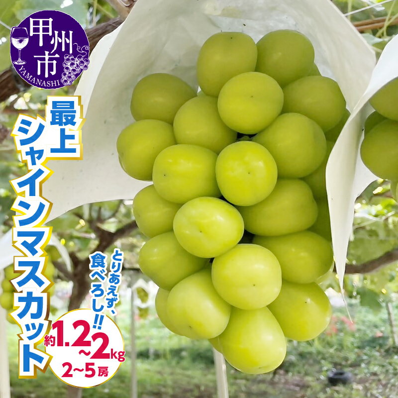 【ふるさと納税】 シャインマスカット 選べる 内容量 約1.2kg 約2kg 2～5房 果物 甲州市産 フルーツ 葡萄 ブドウ ぶどう 2025年発送 大粒 種無し くだもの 期間限定 数量限定 9月 10月 発送 山梨 甲州市 社員マスカット （AGV）のサムネイル