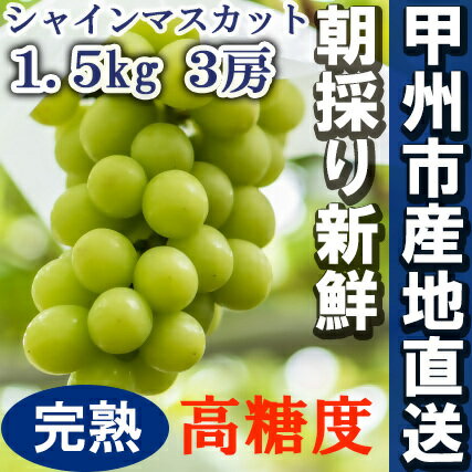 シャインマスカット 3房 約1.5kg 厳選 期間限定 8月 9月 発送 2024年発送 山梨 甲州市産 ぶどう ブドウ 葡萄 デザート フルーツ 果物 美味しい 甘い 朝採り 新鮮 数量限定 大粒 フルーツ王国 贈り物 社員マスカット(2UMB) [B15-495]