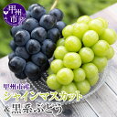 【ふるさと納税】 シャインマスカット 黒系 ぶどう 約1kg 2房 果物 藤稔 巨峰 ピオーネ ブラックビート 冷蔵 期間限定 9月 発送 葡萄 ブドウ くだも...