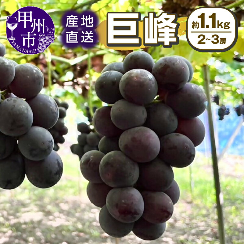 【ふるさと納税】 巨峰 約1.1kg 2~3房 果物 人気 新鮮 産直 8月 9月 10月 発送 2025年発送 くだもの フルーツ 葡萄 ぶどう 産地直送 冷蔵 クール 甘い 大粒 果実 山梨県 甲州市 期間限定 (SSI) 【B-1831】