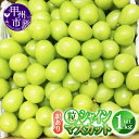 【ふるさと納税】 訳あり シャインマスカット 粒 1.0kg以上 果物 期間限定 8月 9月 10月 発送 2025年発送 マスカット ぶどう 葡萄 ブドウ 甘い フルーツ 果実 くだもの 数量限定 人気 フードロス 家庭用 山梨県 甲州市 社員マスカット (YKI) 【A07-991】