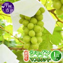 【ふるさと納税】 訳あり シャインマスカット 房 1.0kg以上 2房 果物 期間限定 8月 9月 10月 11月 発送 2025年発送 マスカット ぶどう 葡萄 ブドウ 甘い フルーツ 果実 くだもの 数量限定 人気 フードロス 家庭用 山梨県 甲州市 社員マスカット (YKI) 【A06-990】
