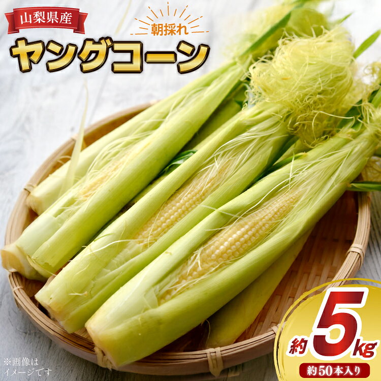 ヤングコーン 朝採れ 皮付き 約50本 約5kg [KYA農園 山梨県 中央市 21471058] ベビーコーン 朝取れ コーン トウモロコシ とうもろこし 【2025年5月下旬～6月上旬発送予定】