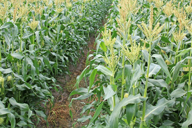 山梨県中央市の画像3