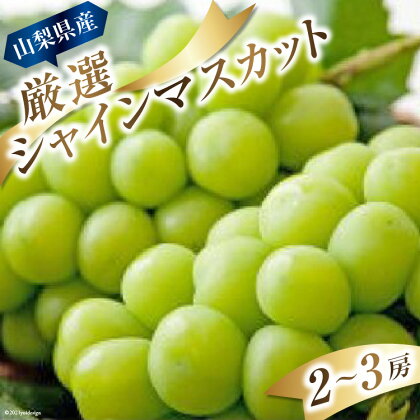 新鮮！甘い！山梨県産 シャインマスカット 2房～3房「道の駅とよとみ」より厳選したものを出荷！[山梨県 中央市 21470228] ぶどう ブドウ 葡萄 フルーツ 果物 季節限定 冷蔵