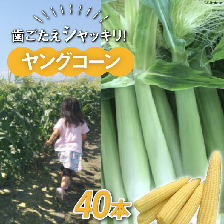 【ふるさと納税】【数量限定】ヤングコーン40本　【野菜・とうもろこし・ヤングコーン・コーン】