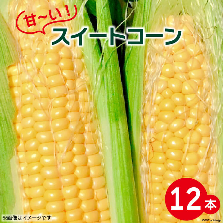 【期間限定発送】 甘～い ! スイートコーン 12本 [よしろーさんちの農園 山梨県 中央市] とうもろこし トウモロコシ コーン やさい 野菜 旬野菜 旬 季節限定 期間限定 冷蔵 【2025年6月上旬～7月上旬発送予定】
