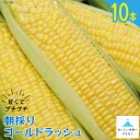 6位! 口コミ数「1件」評価「5」＜先行受付＞朝採り 即出荷 甘くてプチプチ ゴールドラッシュ 10本 [しゃんと畑 山梨県 中央市 21470357] 野菜 とうもろこし ･･･ 