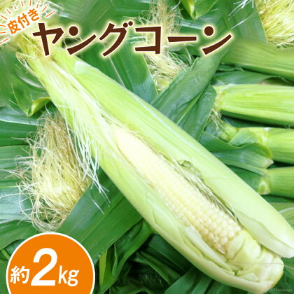 ＜先行受付＞ ヤングコーン 2kg (25本前後) [ASファーム 山梨県 中央市 21470631] 野菜 コーン とうもろこし トウモロコシ 皮付き 冷蔵 期間限定