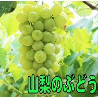 【ふるさと納税】【2024年発送！先行予約】山梨県産：シャインマスカット内藤農園[5839-0069]　【果物類・ぶどう・マスカット・フルーツ・果物・ぶどう・フルーツ・果物類・フルーツ】　お届け：2024年9月中旬より順次発送予定･･･