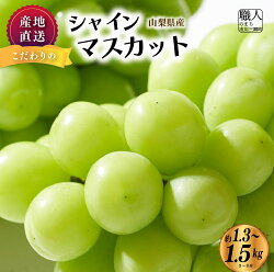 【ふるさと納税】【5839-1926】【産地直送】山梨県産：シャインマスカット　1.3〜1.5箱(2〜3房)　ないとうぶどうファーム　【果物類・フルーツ・果物類・ぶどう・マスカット・フルーツ】　お届け：9月中旬から順次発送予定･･･ 画像1