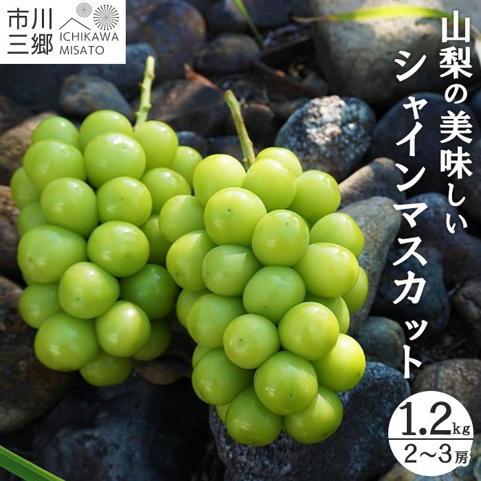 [先行予約]2024年9月〜10月発送!シャインマスカット 2〜3房 約1.2kg 山梨県市川三郷町[5839-1943] [果物類・ぶどう・マスカット・フルーツ・果物・ぶどう・フルーツ・果物類・フルーツ] お届け:2024年9月中旬から10月上旬に順次発送予定