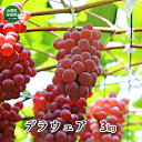 【ふるさと納税】デラウェア約3kg 果物類 ブドウ 葡萄 フルーツ 果物 デザート おやつ 食後 山梨県産 お届け:2025年7月下旬〜8月中旬