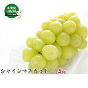 【ふるさと納税】シャインマスカット約1.5kg 果物類 ぶどう ブドウ 葡萄 フルーツ デザート 食後 おやつ お届け:2025年8月下旬〜9月中旬