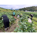 【ふるさと納税】あけぼの大豆 摘み取り体験 産地フェア 枝豆 農業体験 収穫 野菜 豆類 体験 山梨 身延町 お届け:2025年11月上旬まで