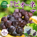 【ふるさと納税】山梨県産 ぶどう ピオーネ 種無し 2房 約1kg 大房 特選 大粒 種なし ブドウ 葡萄 グレープ 果物 フルーツ 旬 もぎたて 朝摘み 朝採...