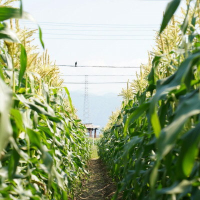 【ふるさと納税】【山梨県南部町産】朝採れゴールドラッシュ20本【配送不可地域：離島】【1663454】