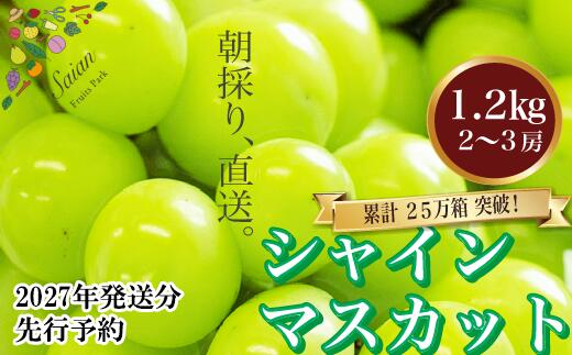 【ふるさと納税】【2026年発送分 先行予約】 シャインマスカット 1.2kg（2～3房） 8月中旬以降発送予定 フルーツ 山梨県産 果物 シャイン マスカット ぶどう ブドウ 大粒 種なし 産地直送 富士川町 先行予約（A5302）