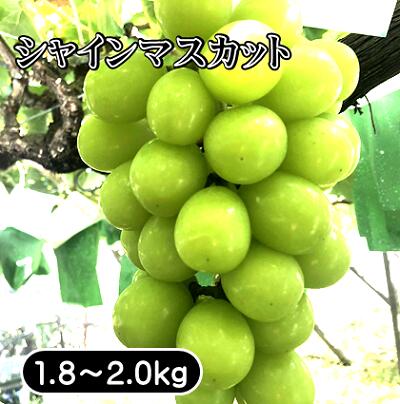 【ふるさと納税】【先行受付2024年発送分】山梨 富士川町産