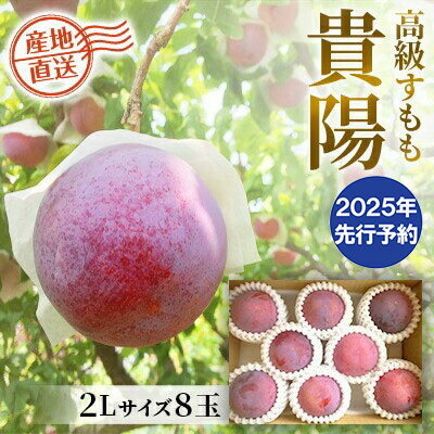 【ふるさと納税】【2023年発送分】貴陽（2L）8玉　高級すもも プラム 山梨県産 フルーツ 産地直送 ギフトのサムネイル