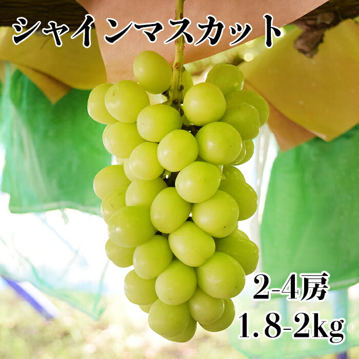 [2025年発送分 先行予約] 山梨おいしい果物園のシャインマスカット 1.8kg-2.0kg (2~4房) 産地直送 フルーツ シャイン マスカット ブドウ ぶどう 山梨 やまなし 富士川町