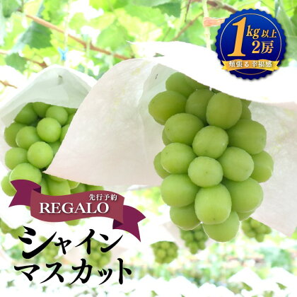 【令和6年度先行予約】頬張る幸福感　～緑の宝石・シャインマスカット～　1kg以上（2～3房） フルーツ 山梨県産 果物 シャイン マスカット ぶどう ブドウ 大粒 種なし 富士川町