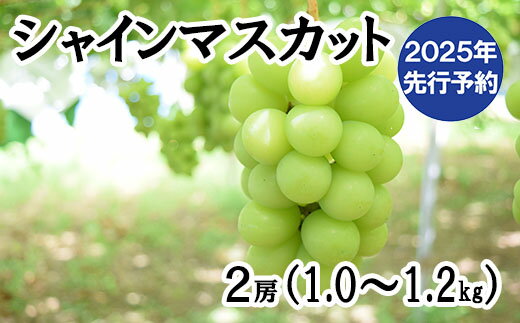 【ふるさと納税】【2025年発送分 先行予約】【2回食べ比べ定期便・別送】シャインマスカット（1.0～1.2kg・2房）＋ジュエルマスカット（1.1～1.4kg・2房）　ぶどう シャイン シャインマスカット ジュエルマスカット フルーツ 果物 山梨 やまなし 定期便 食べ比べ 先行予約