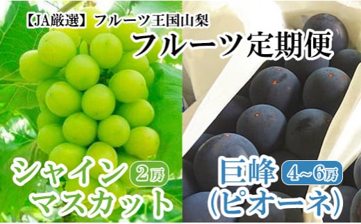 [JA厳選]フルーツ王国やまなし満喫定期便 巨峰(約2kg・4〜6房)&シャインマスカット(約1kg・2房)定期便 ぶどう ブドウ 葡萄 果物 くだもの フルーツ 山梨 やまなし 富士川町