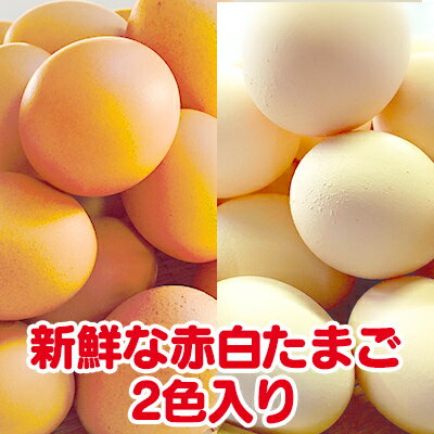 【ふるさと納税】ひまわりたまご紅白セット（年間定期セット）※破卵補償付 （冷蔵） 卵 鶏卵 玉子